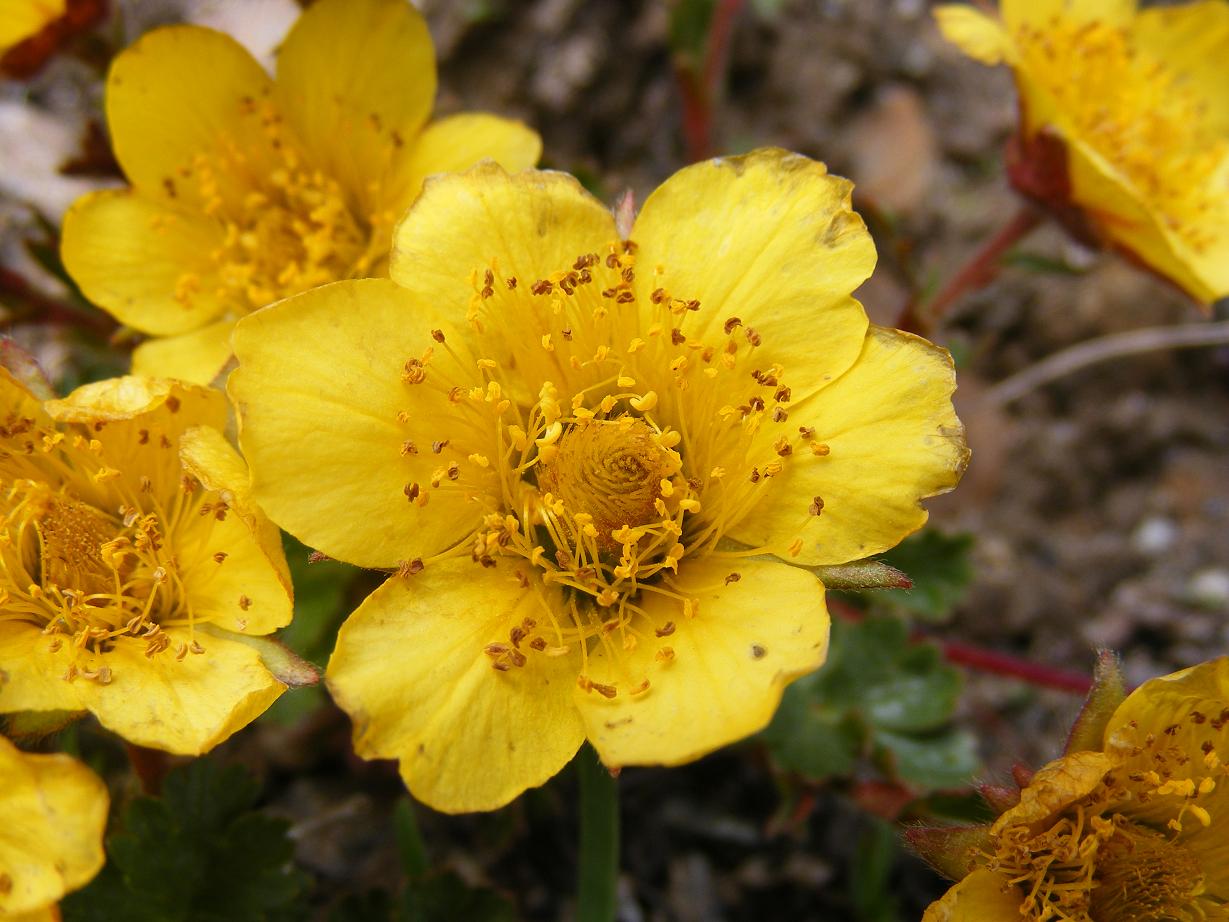 ranuncoli? no, Geum montanum